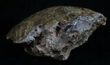 Polished Fossil Coral Head - Very Detailed #10393-2